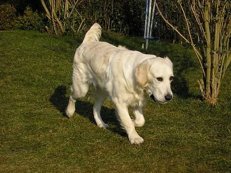 Golden retriever Aiko  billede 9