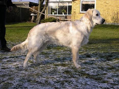 Golden retriever Aiko  billede 10