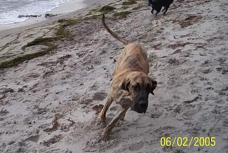 Grand danois Kørup´s Anastacia  - det er sjovt på stranden billede 2