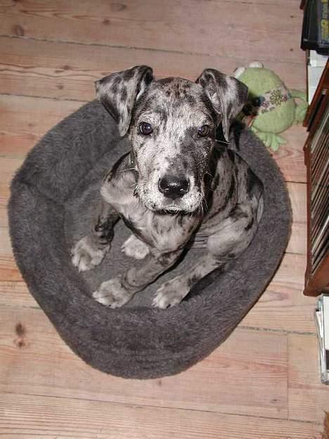 Grand danois Carla himmelhund - denne seng voksede jeg siden hen ud af... og så åd jeg den !!! billede 5