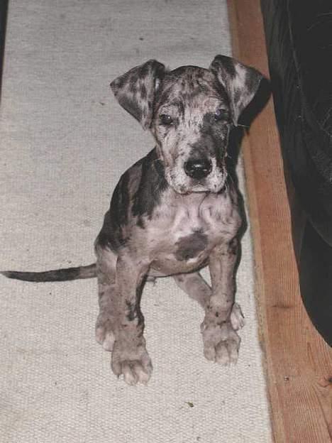 Grand danois Carla himmelhund - Carla 11 uger billede 6