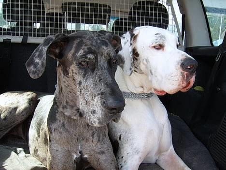 Grand danois Carla himmelhund - mig og min søster... billede 7