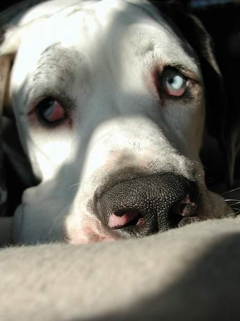 Grand danois Mona himmelhund - Englebarn !!! billede 6