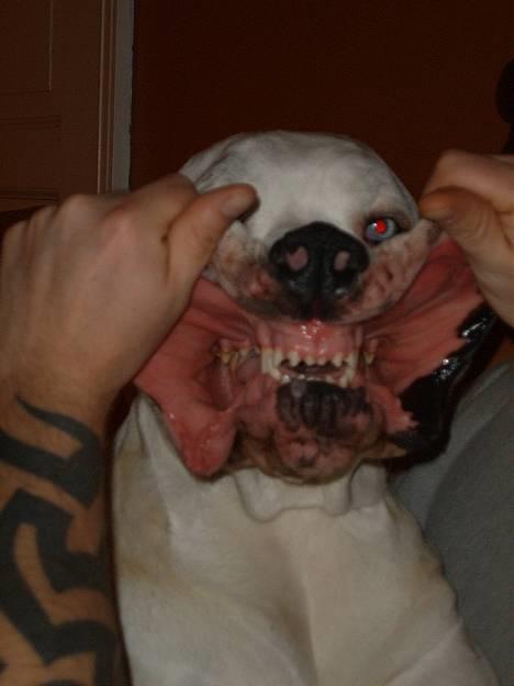 Grand danois Mona himmelhund - Ja, den er go nok....det er mig... PREDATOR billede 7