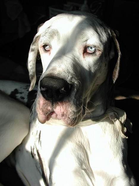 Grand danois Mona himmelhund - mystisk !! man skulle tro jeg havde glasøjne, men hva jeg ka da se ud af dem... billede 8