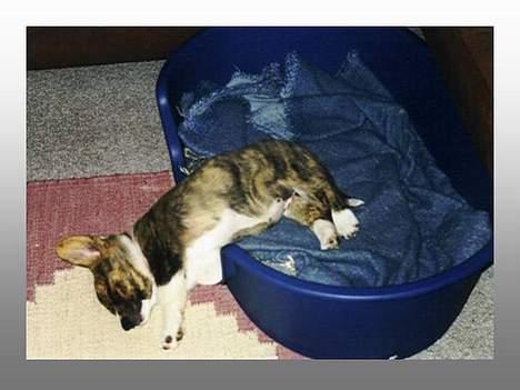 Welsh corgi cardigan Gaia - Gaia som valp, da vi næsten lige havde fået hende billede 1