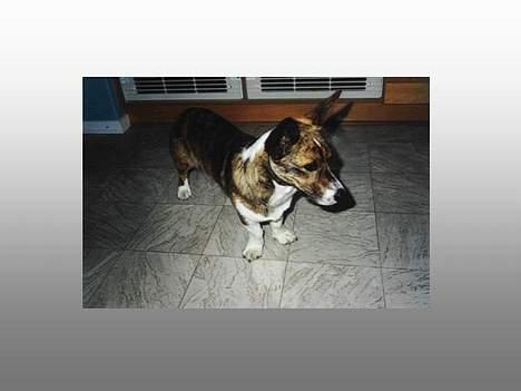 Welsh corgi cardigan Gaia - Som hun er nu billede 2