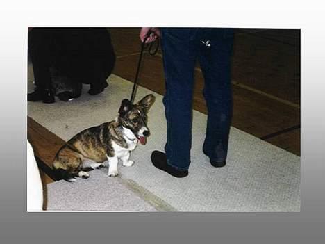 Welsh corgi cardigan Gaia - Gaia til udstilling billede 3