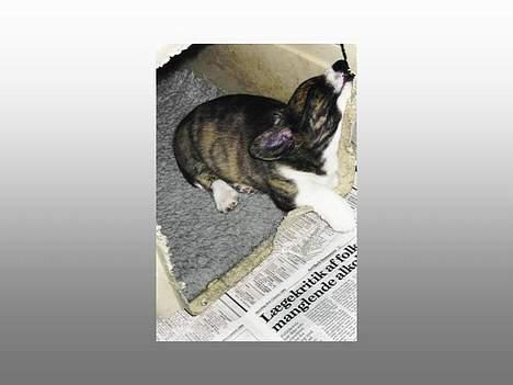 Welsh corgi cardigan Gaia - Også Gaia som valp. Nogle uger inden vi måtte tage hende med hjem billede 5