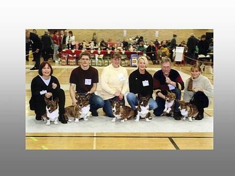 Welsh corgi cardigan Gaia - Til udstilling, hun sidder nr 2 fra højre sammen med sin Far og alle sine dejlige søskende billede 4