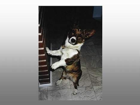 Welsh corgi cardigan Gaia - Ja er hun ikke sød billede 7