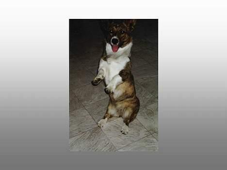 Welsh corgi cardigan Gaia billede 6