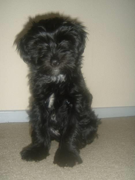 Tibetansk terrier Sir. Gavin - Her er jeg fra d. 8 februar 2005 :-) billede 7