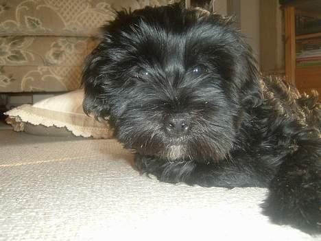 Tibetansk terrier Sir. Gavin - Fra d, 9 Februar 2005 billede 9