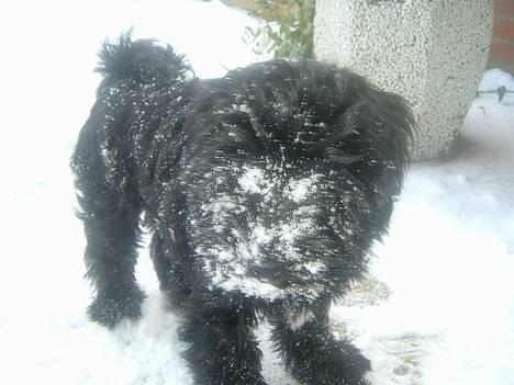 Tibetansk terrier Sir. Gavin - Lige et nærbillede fra d. 26/2 2005 billede 10