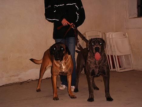 Cane corso Campo Di Cavello (Sussi) - Sama er her 7 mdr og Sussi er 2 år billede 9