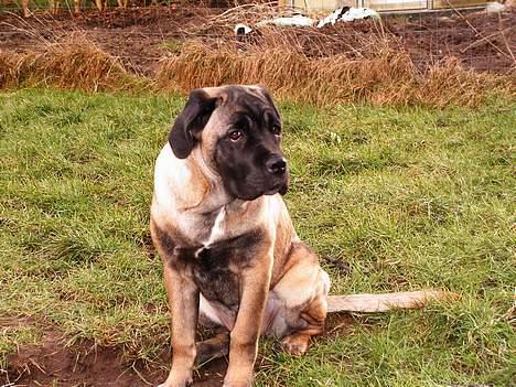 Cane corso Campo Di Cavello (Sussi) billede 10
