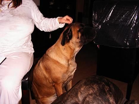 Cane corso Campo Di Cavello (Sussi) billede 7