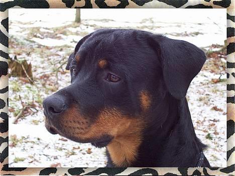 Rottweiler Sostack`s Dian R.I.P billede 9