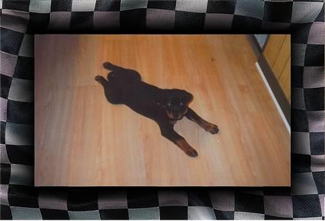 Rottweiler Sostack`s Dian R.I.P - Mig kommer du bare ikke forbi!!!!;-) billede 10