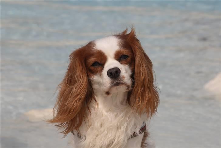 Cavalier king charles spaniel La`Fontaine`s Gizmo R.I.P - Gizmo april 2009 7 år gammel. billede 1