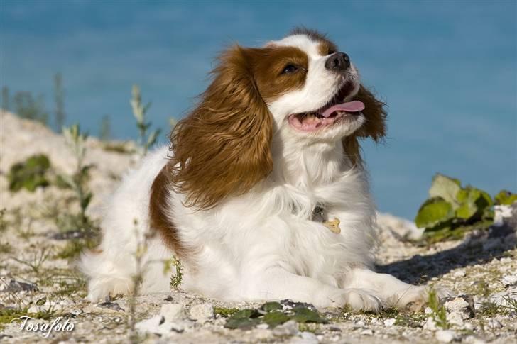 Cavalier king charles spaniel La`Fontaine`s Gizmo R.I.P - Tosafoto billede 2