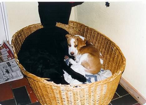 Beagle Max billede 9