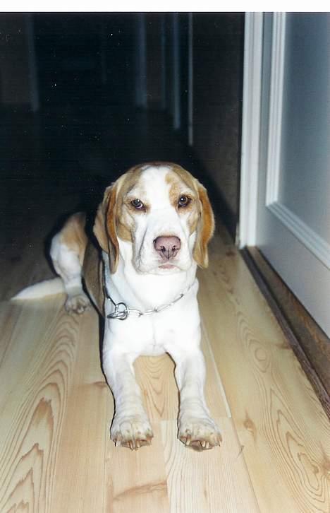 Beagle Max billede 10