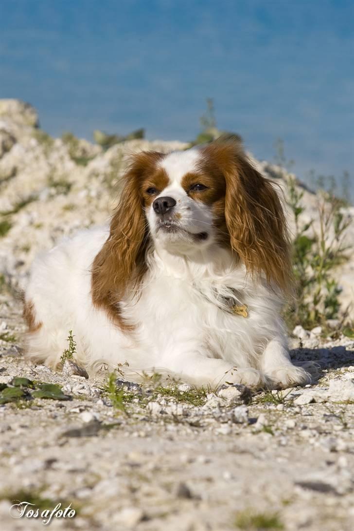 Cavalier king charles spaniel La`Fontaine`s Gizmo R.I.P - Tosafoto billede 3