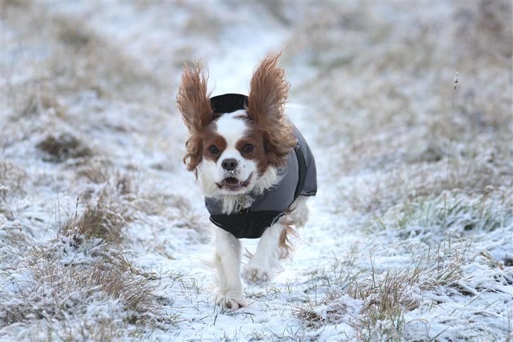 Cavalier king charles spaniel La`Fontaine`s Gizmo R.I.P - Gizmo 3/1-09 billede 4