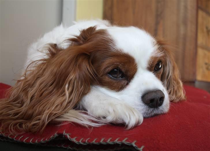 Cavalier king charles spaniel La`Fontaine`s Gizmo R.I.P - 12 oktober 09 billede 5