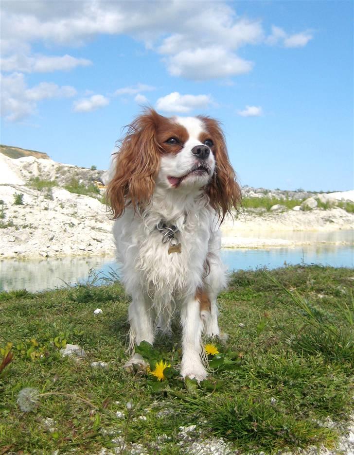 Cavalier king charles spaniel La`Fontaine`s Gizmo R.I.P - Gizmo i Faxe Kalkbrud. taget af Anne-Louise billede 6