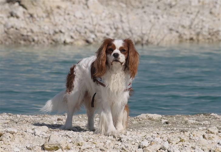 Cavalier king charles spaniel La`Fontaine`s Gizmo R.I.P - 26 april 09 billede 7