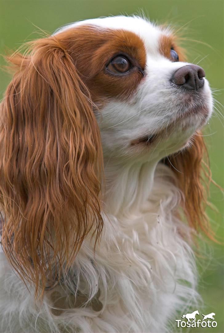 Cavalier king charles spaniel La`Fontaine`s Gizmo R.I.P billede 8