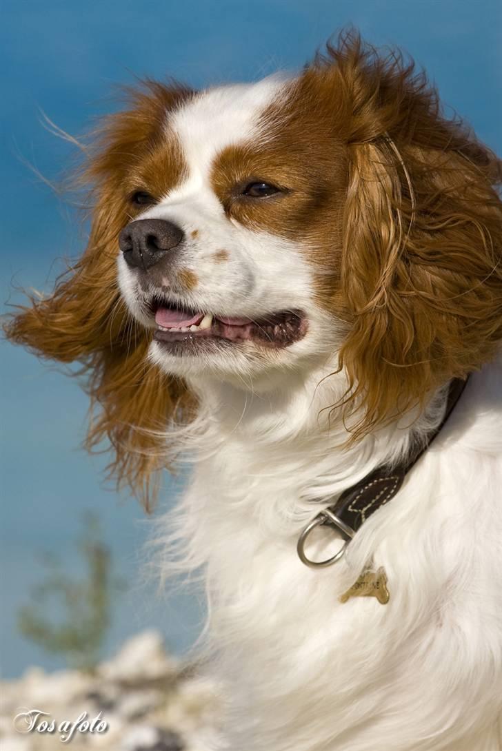 Cavalier king charles spaniel La`Fontaine`s Gizmo R.I.P - Tosafoto billede 9