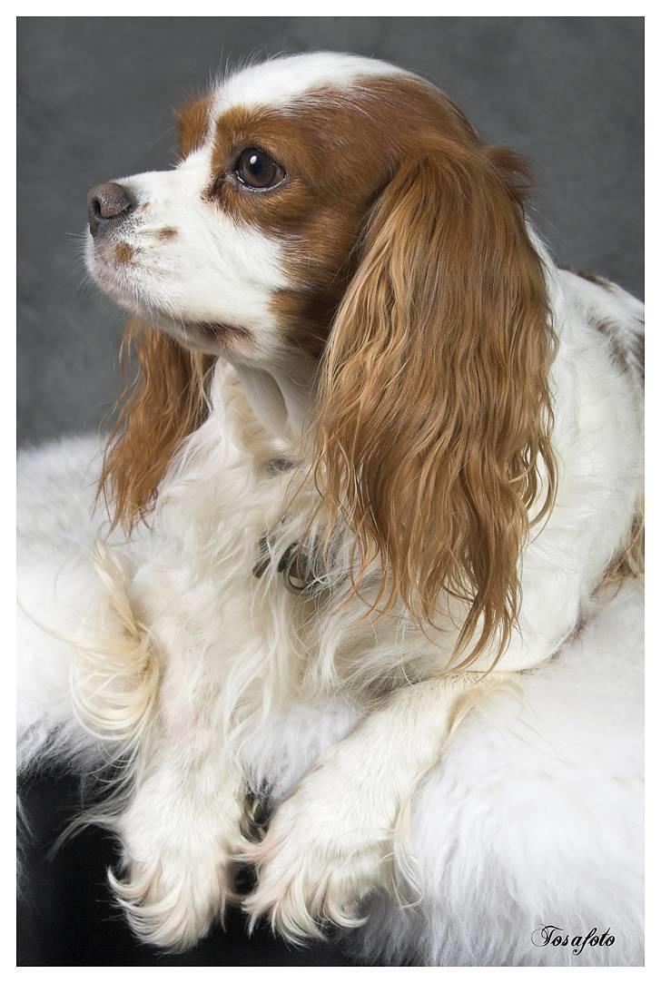 Cavalier king charles spaniel La`Fontaine`s Gizmo R.I.P billede 10