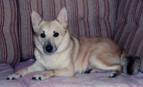 Norsk buhund Santa - En af de bedste stede at være er i sofaen billede 1