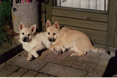 Norsk buhund Santa - Santa med søstren Aya billede 2