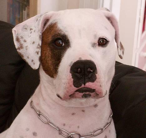 Amerikansk bulldog Chili 2001-2009 - Hvad vil du nu...... billede 1