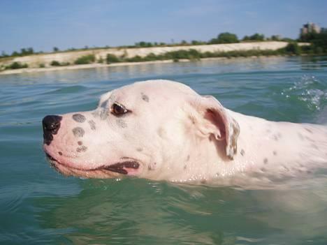 Amerikansk bulldog Chili 2001-2009 - EEEEElsker at bade ;-) billede 2