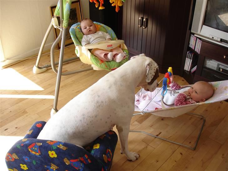 Amerikansk bulldog Chili 2001-2009 - Mor sagde at jeg skulle passe på pigerne, så det gør jeg :-) billede 3