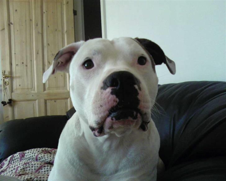 Amerikansk bulldog Skipper R.I.P billede 2