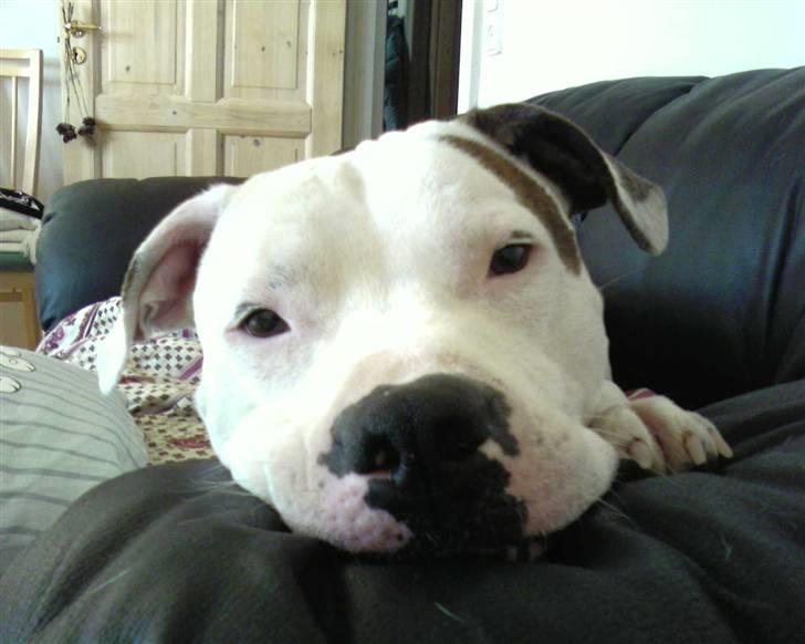 Amerikansk bulldog Skipper R.I.P - Skip i Haven billede 3