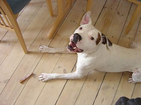 Amerikansk bulldog Skipper R.I.P - mig og konen  billede 5