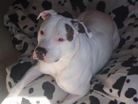 Amerikansk bulldog Skipper R.I.P - skal vi lege billede 6