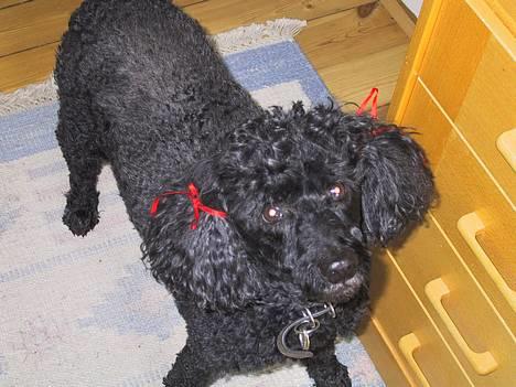 Mellempuddel Dixy - Hej hej :D billede 1