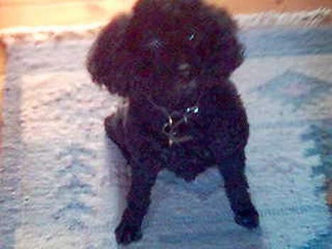 Mellempuddel Dixy - Se jeg sidder pænt! Be om godbid :D billede 2