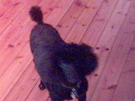 Mellempuddel Dixy - Mad?? billede 3