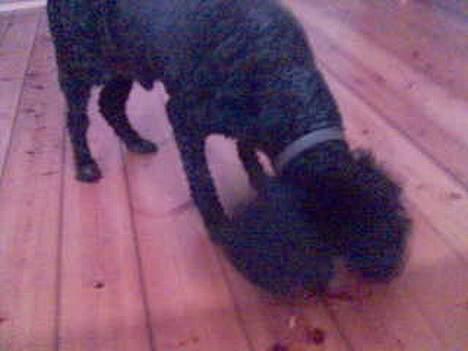 Mellempuddel Dixy - Jeg fandt en godbid på gulvet :D billede 4