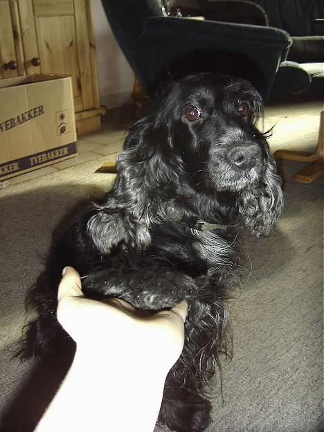 Cocker spaniel Sille † d. 14/4-08 - Goddav Sille.. har vi det godt... billede 3